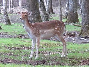 Daim à l'Espace Rambouillet.