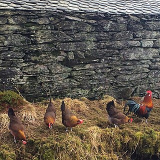 <span class="mw-page-title-main">Danish hen</span> Breed of chicken