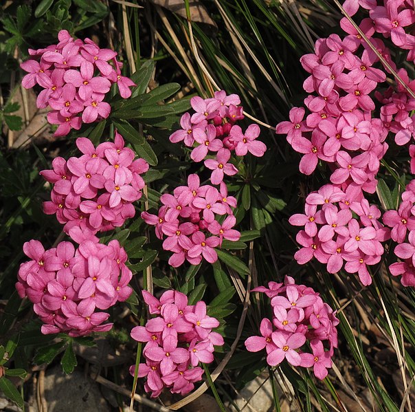 File:Daphne cneorum 2 RF.jpg