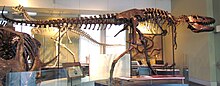 Голотип Daspletosaurus torosus, Канадский музей природы