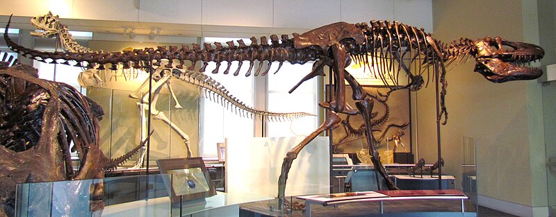 File:Daspletosaurus torosus, Ottawa.jpg