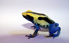 Dendrobates tinctorius 01.JPG