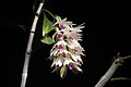 Dendrobium amethystoglossum