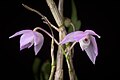 Dendrobium hercoglossum