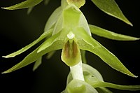 Dendrochilum latifolium