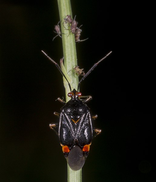 File:Deraeocoris ruber MHNT Forme Noire.jpg