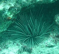 Diadema antillarum at Snapper Ledge reef, Florida Keys (March 2008)