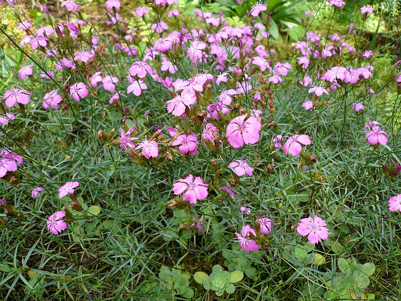 File:Dianthus graniticus01.jpg