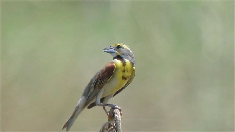 File:Dickcissel (8368315311).jpg