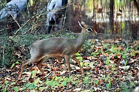 Dik-dik de Kirk.