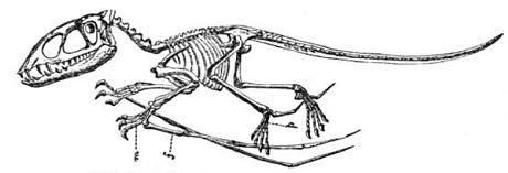 Dimorphodon