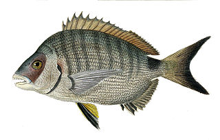 <span class="mw-page-title-main">St. Helena white seabream</span> Species of fish
