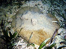 Animal marino en forma de roca, con superficie rugosa, adherido al sustrato.