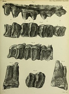 Diprotodon molars Diprotodon molars.jpg