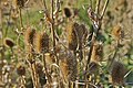 993) Dipsacus laciniatus. Jardin des Plantes de Paris.- 6 novembre 2011