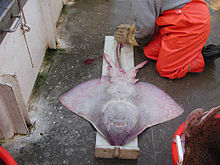 Barndoor skate caught during an NOAA research cruise Dipturus laevis 2.jpg