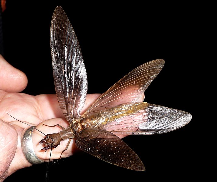 File:Dobson Fly female. Megaloptera. Megaloptera, Corydalidae. Corydalis species - Flickr - gailhampshire (1).jpg