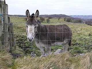 <span class="mw-page-title-main">Irish donkey</span> Breed of donkey