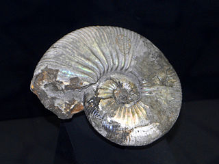 <i>Acanthohoplites</i> genus of molluscs (fossil)