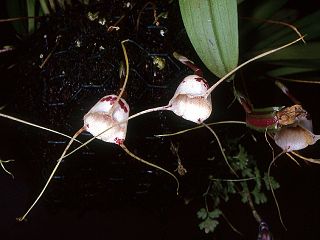 <i>Dracula inaequalis</i> Species of orchid