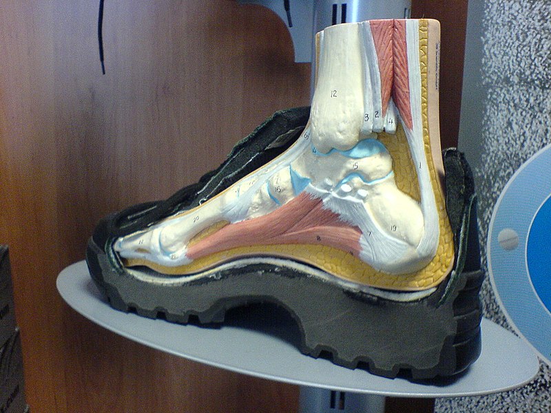 File:Dreidimensionales Modell der Anatomie eines menschlichen Fusses im Schuh.JPG