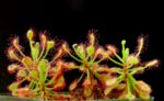 Miniatura para Drosera madagascariensis