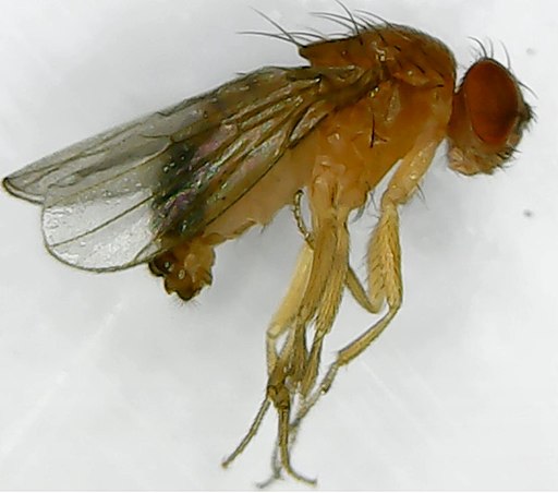 Drosophila melanogaster under microscope