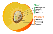 Diagram of a typical drupe, in this case a peach, illustrating the layers of both the fruit and the seed; the pyrene is the hardened endocarp which encloses the seed Drupe fruit diagram.svg