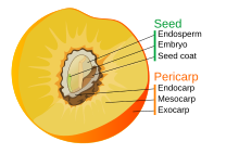 Scheme of a drupe Drupe fruit diagram.svg