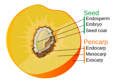 500px-Drupe_fruit_diagram.svg.png?20230426142309