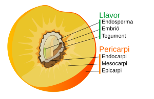 Partes del <a href="view_html.php?sq=Facebook&lang=ca&q=Fruit" title="Fruit">fruit</a> en una drupa com el préssec. Cliqueu als noms per navegar.