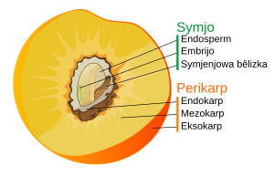 Płód