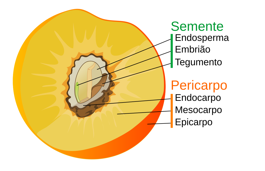 Mesocarpo