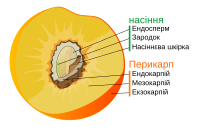 Кістянка