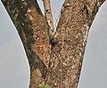 trunk at Jayanti in Buxa Tiger Reserve in Jalpaiguri district of West Bengal, India.