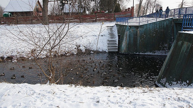 File:Ducks - panoramio (1).jpg