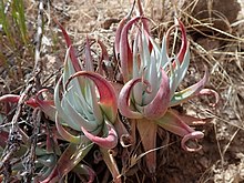 Dudleya saxosa collomiae 131850688.jpg