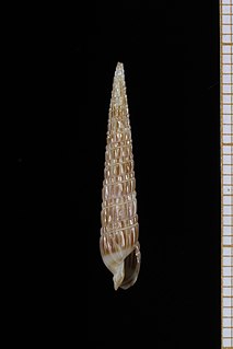 <i>Punctoterebra teramachii</i> Species of gastropod