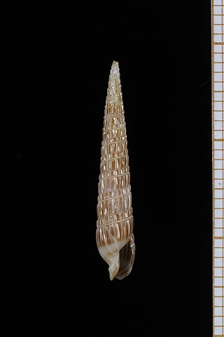 <i>Punctoterebra teramachii</i> Species of gastropod