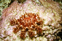 een heel kleine roze acanthaster voedt zich met koraal en laat een wit spoor achter