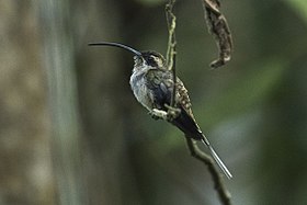 Eastern Long-tailed Hermit - Rio Tigre - Costa Rica MG 8436 (26084791724).jpg