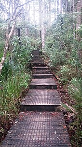 Path Eaves Bush steps.jpg