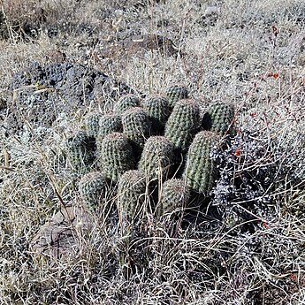 Plant in habitat