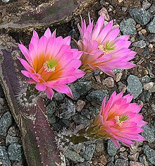 Echinocereus scheeri (9322654148).jpg