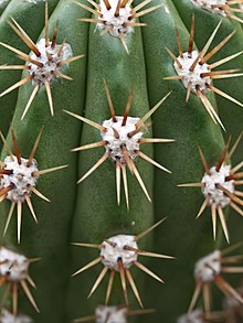 Spines emerging from the areoles of an Echinopsis species Echinopsis candicans (3).jpg