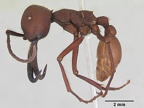 Eciton vagans açıklaması casent0173509 profile 1.jpg image.