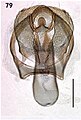 Ectoedemia algeriensis male genitalia.JPG