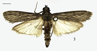 <i>Ectomyelois bipectinalis</i> Species of moth