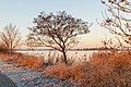 Eerste zonnestralen strijken over een winters landschap.