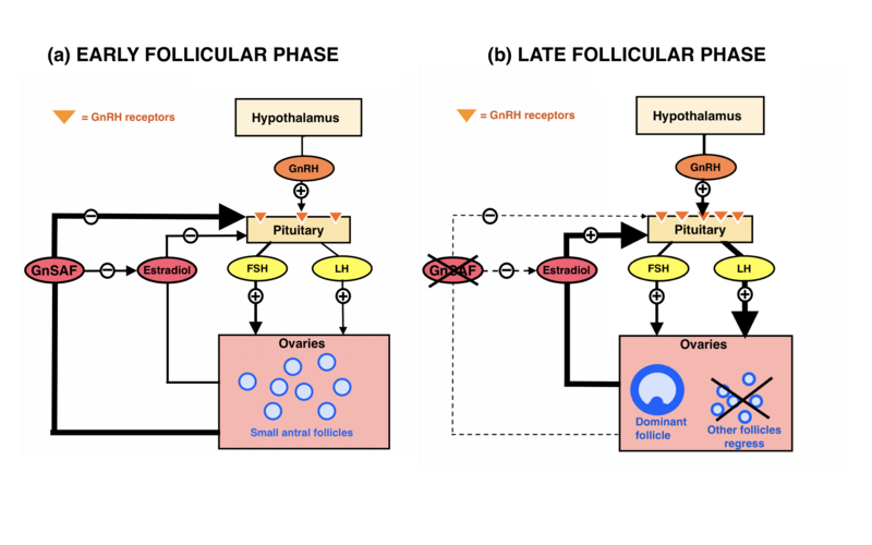 File:Effects of GnSAF on early and late follicular phase.png